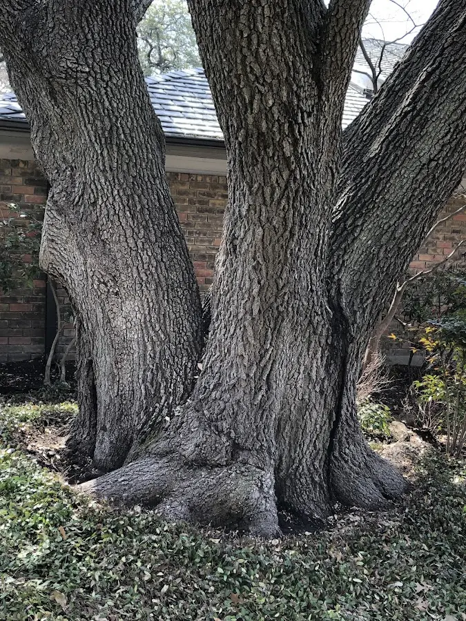 Mature heritage tree close to a Bolton Landing property cared for by certified arborists